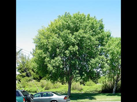 Fan Tex Ash Tree Pros And Cons