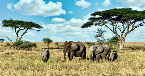 Planning Your African Safari Vacation The Easy Way