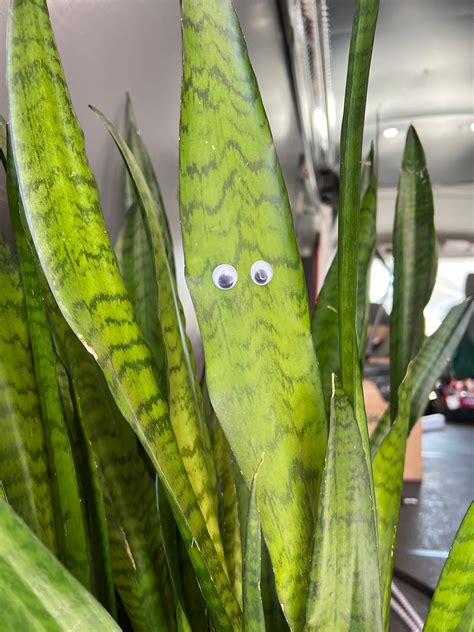 Extremely Rare House Plant Grows Eyes Office Plants