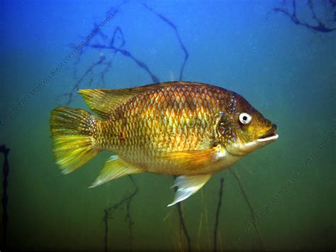 Freshwater Fish Photographs Tilapia