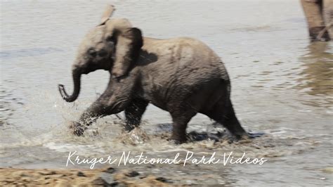 Baby Elephant Learns Splashing Water Is Fun Cute Wild Animal Babies