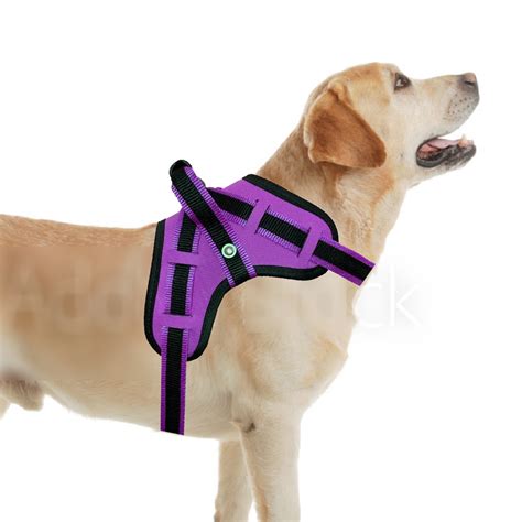 Coleira Para Cachorro De Porte Grande