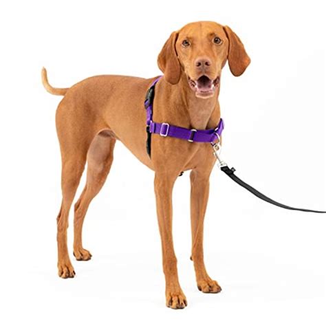 7 Best Dog Harnesses To Shop In 2023 According To Experts