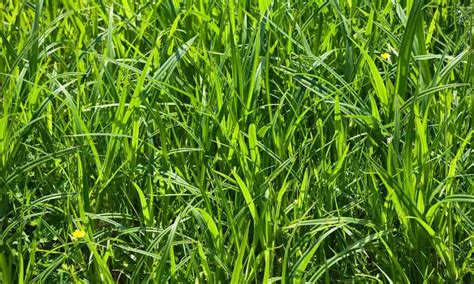 Cropped Grass Crop Ok Bright Acres Creations