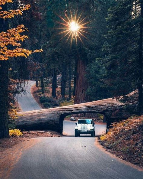 Sequoia National Park California California Usa Sequoia California