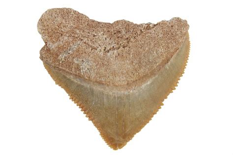 Cretaceous Fossil Crow Shark Squalicorax Teeth For Sale