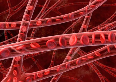 Red Blood Cells In Blood Vessels Artwork Stock Image C0118435
