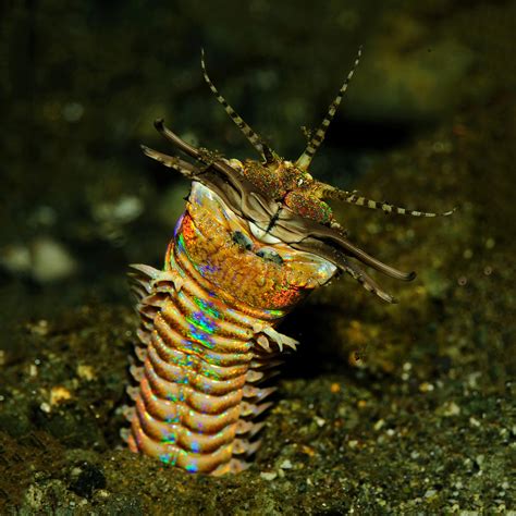 Giant Ambush Predator Worms May Have Colonized The Seafloor Around 20