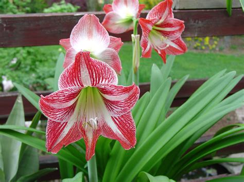 Growing Amaryllis What Grows There Hugh Conlon Horticulturalist