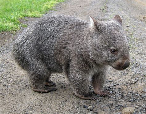 Common Wombat Natural History On The Net