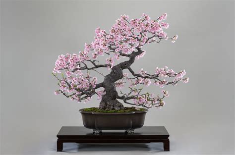 Sakura Bonsai Cherry Blossom Bonsai The Bonsai Master