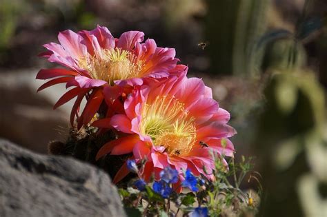 Torch Cactus Photograph By Dennis Boyd Fine Art America