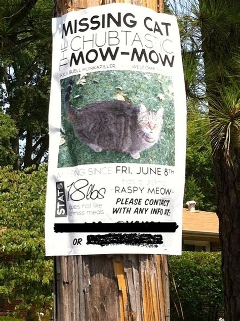 Hilarious Missing Cat Posters Yummypets