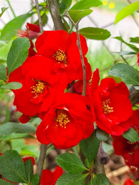 Flowering Quince Free Stock Photo Public Domain Pictures