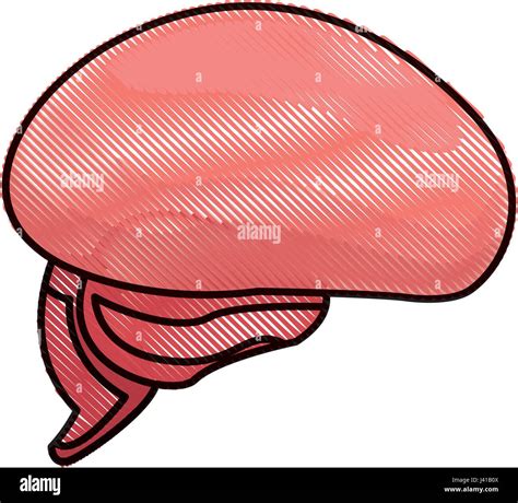 Cerebro Humano Realista Dibujo Fotograf As E Im Genes De Alta