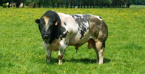 Belgian Bluoh My God Herman The Bull The First Genetically Modified