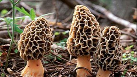 Michigan Dnr Reveals Interactive Map For Morel Mushroom Hunting