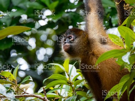 Ornate Spider Monkey Tortuguero National Park Costa Rica Stock Photo