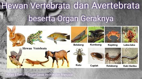 Perbedaan Vertebrata Dan Invertebrata Avertebrata Tab Vrogue Co