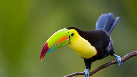 Interesting Keel Billed Toucan Facts Youtube