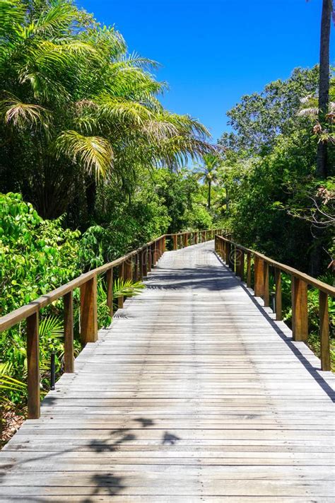 Perspective Of Wood Bridge In Deep Tropical Forest Stock Image Image