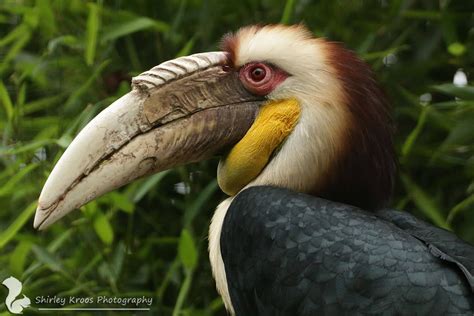 The Wreathed Hornbill Also Known As The Bar Pouched Wreathed Hornbill
