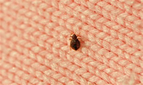 Bed Bugs Pest A Tac Pest Control Republic Of Ireland