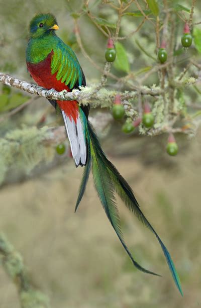 The Divinity Of The Resplendent Quetzal Holbrook Travel