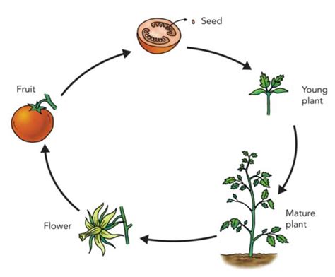 Life Cycle Of Plants Information Fun Facts Science4fun