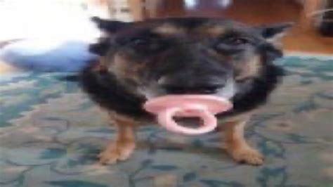 A Dog Holding A Pink Toy In Its Mouth