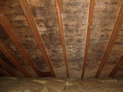 Causes Of Mold In Attic And How To Repair The Money Pit