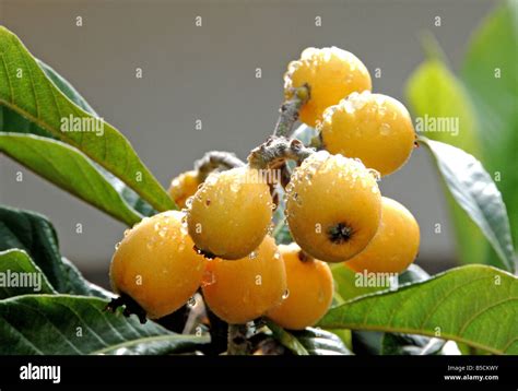 Loquat Fruits Eriobotrya Japonica Stock Photo Alamy