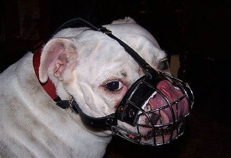 Browse the list of english bulldog rescues and shelters. English Bulldog Muzzle UK | Short Snout Dog Muzzle