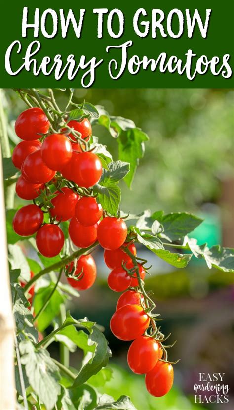How To Grow Cherry Tomatoes Easy Gardening Hacks™