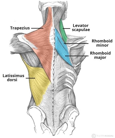 The Superficial Back Muscles Attachments Actions Teachmeanatomy My