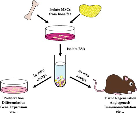 Frontiers Tissue Regeneration Capacity Of Extracellular Vesicles