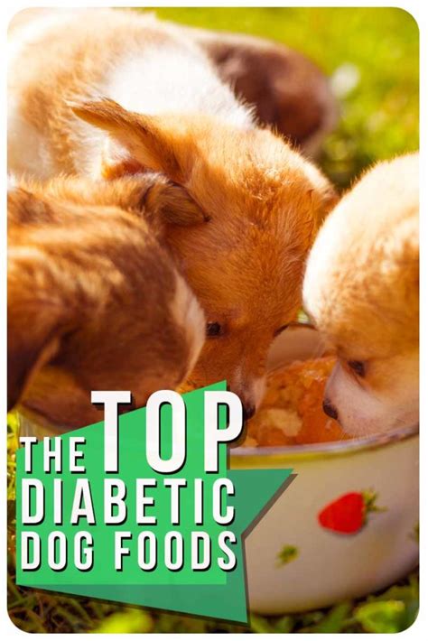 Diabetic Dog Food Whats The Best Choice For Your Pet
