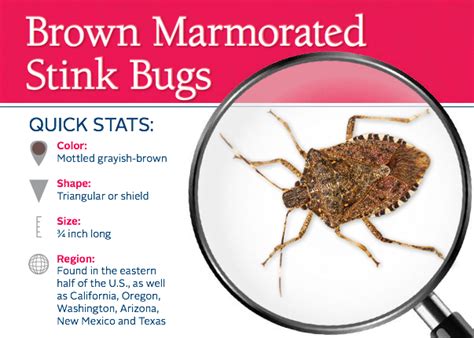 Do Stink Bugs Stink Learn About Stink Bug Information And Facts