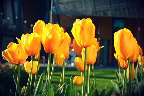 Tulips Flower Spring Free Photo On Pixabay