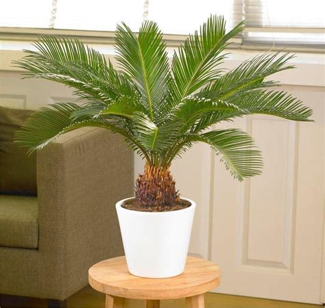 Cycad Cycas Revoluta King Sago Palm Tree 40 60 Cms Tropical