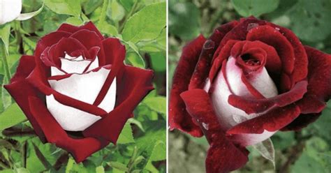 This Rare Romantic Rose Grows With Both Red And White Petals