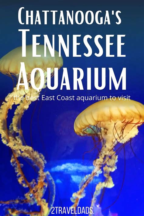 Chattanoogas Tennessee Aquarium Guide To The Best Learning Adventure