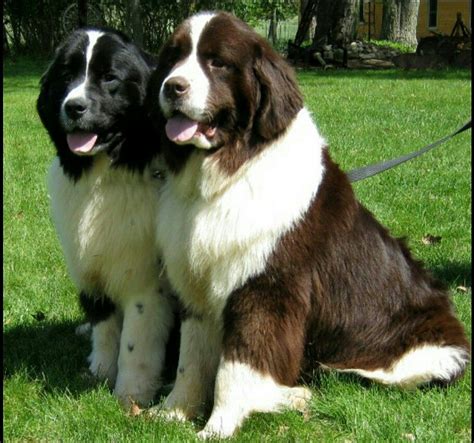 Top 91 Pictures Black White And Brown Fluffy Dog Updated