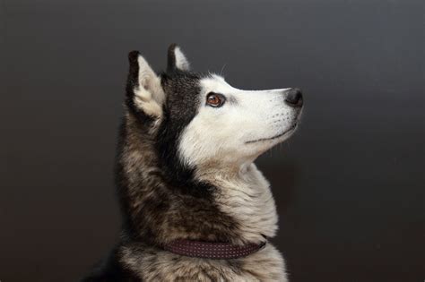Husky Side Profile