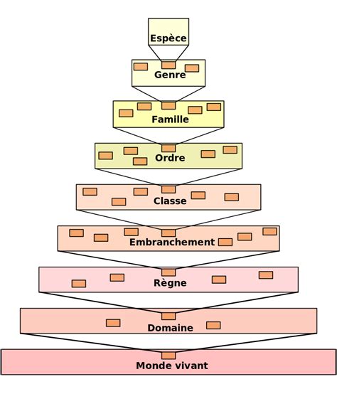 File Taxonomic Hierarchy Svg Wikimedia Commons