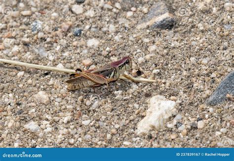 A Migratory Grasshopper Melanoplus Sanguinipes Perched On The Ground On