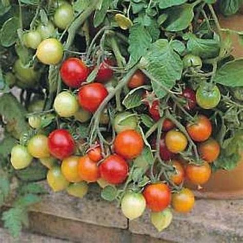 15 Seeds Of Tumbler Tomato Patio Lawn And Garden