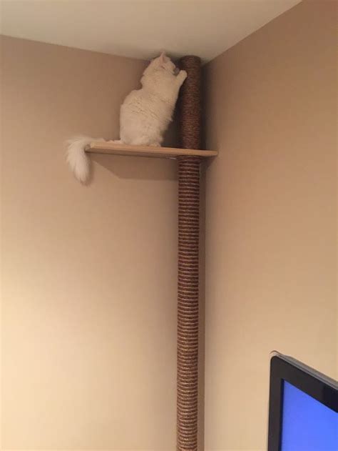 Wooden Cat Tower Floor To Ceiling Cats Have Swanson