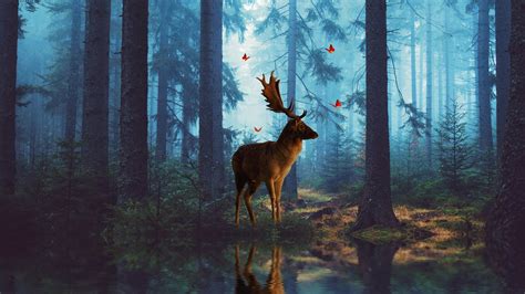 25 Deer In The Forest Wallpapers Wallpaperboat