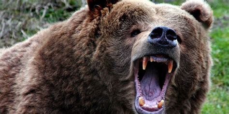Kodiak The Largest Brown Bear
